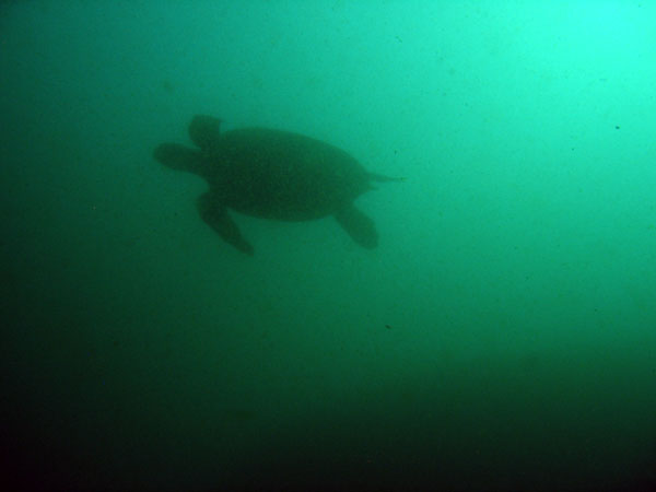 Turtle passes overhead