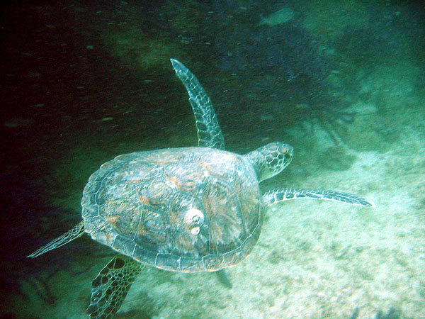 Another sea turtle, Western Dimaniyat Islands