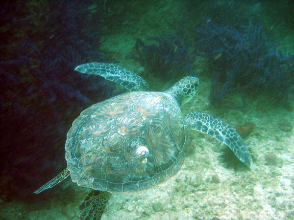 Turtle, Western Dimaniyat Islands