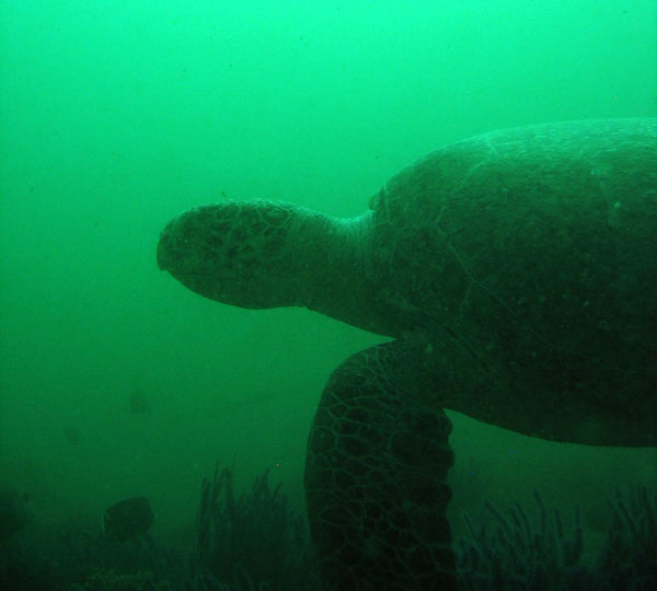 Sea turtle, Western Dimaniyat Islands