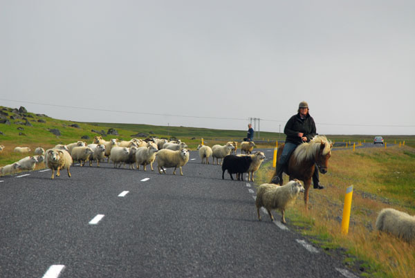 Icelandic sheep farmer herding from horseback