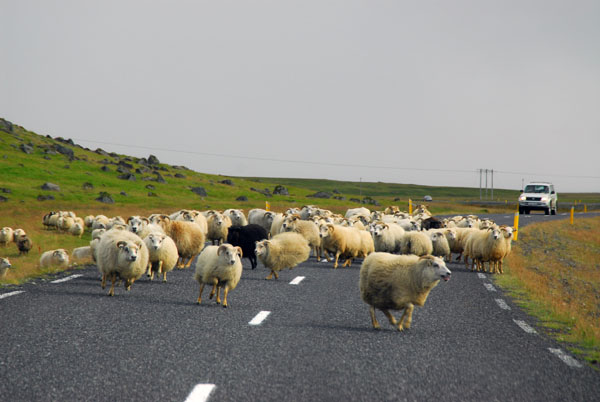Flock of sheep on the Ring Road, SE Iceland