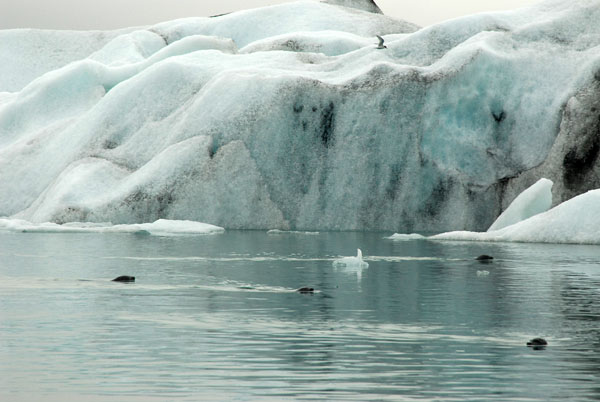 Seals swimming at Glacier Lagoon, Jkulsrln