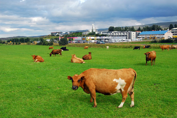 Cow pasture next to downtown Egilstair