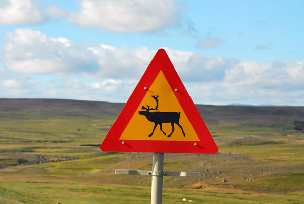 This part of Iceland has herds of reindeer