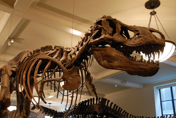 Tyrannosaurus, Gallery of Saurischian Dinosaurs
