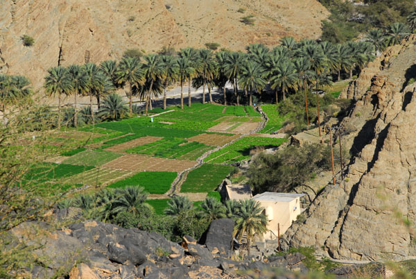 Fields of Al Zammah