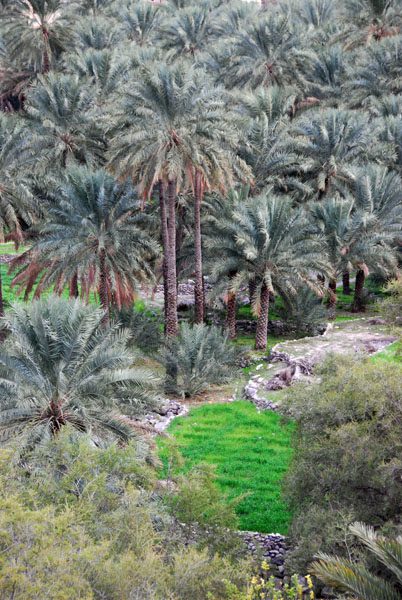 Palm oasis, Balad Sayt