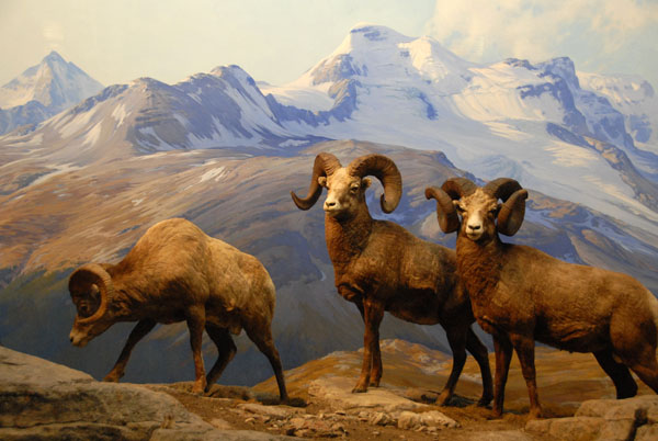 Bighorn Sheep, Gallery of North American Mammals