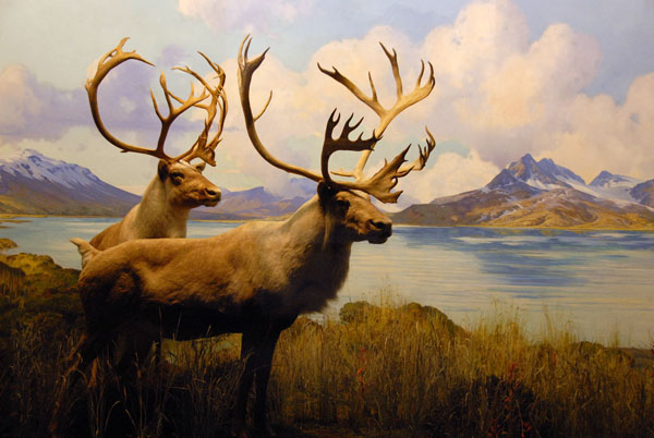 Caribou, Gallery of North American Mammals