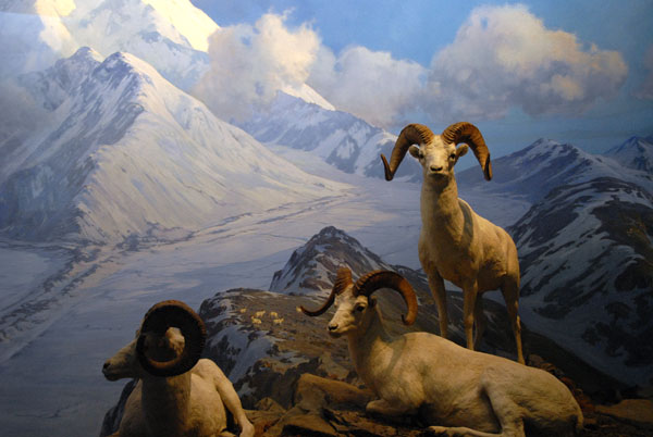 Dall Sheep, Gallery of North American Mammals