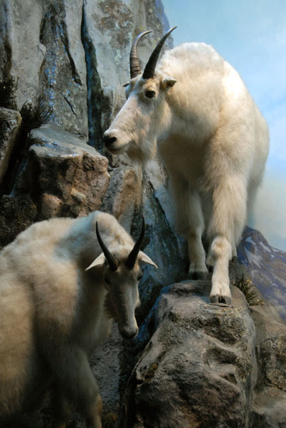 Mountain Goats, Gallery of North American Mammals