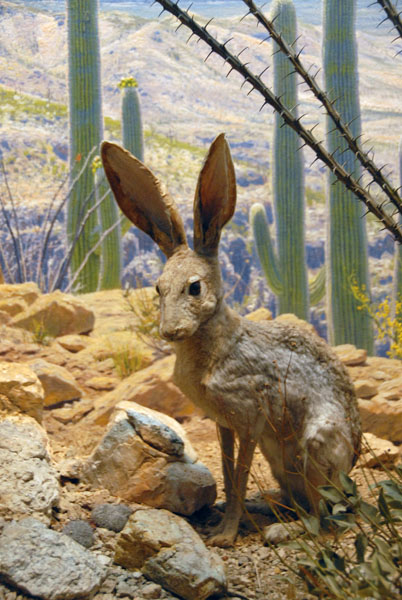 Jackrabbit, Gallery of North American Mammals