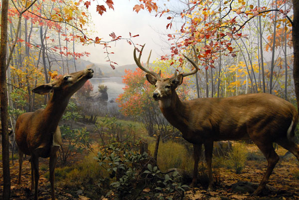 White-tail Deer, Gallery of North American Mammals