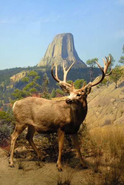 Mule Deer, Gallery of North American Mammals