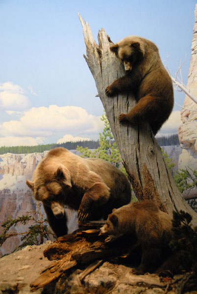 Grizzley Bears, Gallery of North American Mammals