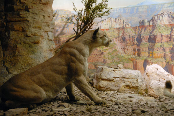 Mountain Lion, Gallery of North American Mammals