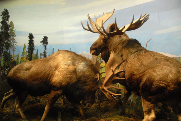 Moose, Gallery of North American Mammals
