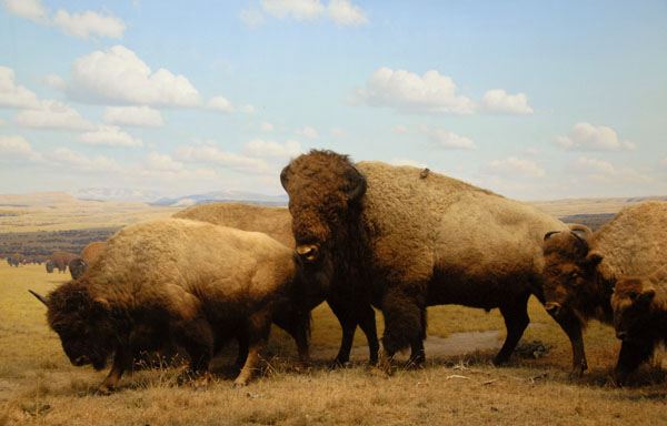 Bison, Gallery of North American Mammals