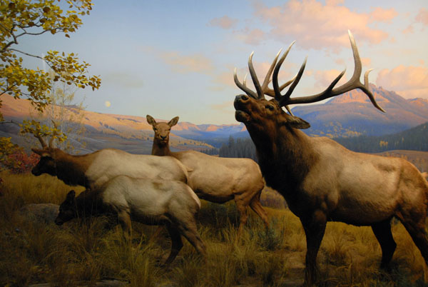 Elk, Gallery of North American Mammals