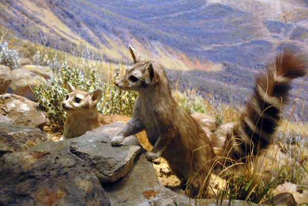 Cacomistle, Gallery of North American Mammals