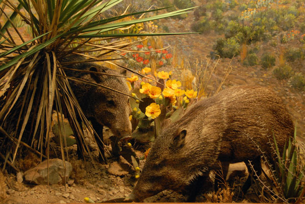 Javelina (Collared Peccary), Gallery of North American Mammals