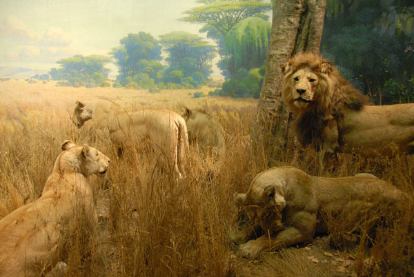 Lions, Gallery of African Mammals