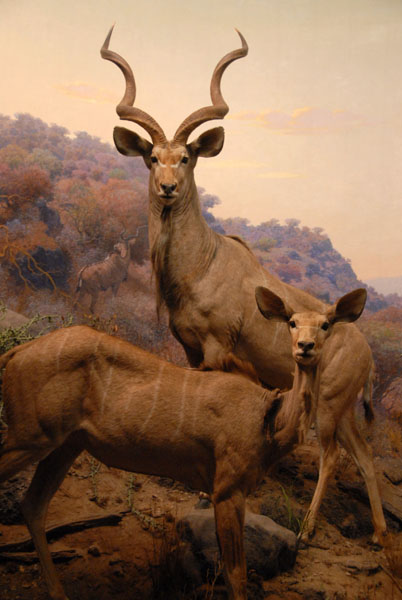 Greater Kudu, Gallery of African Mammals