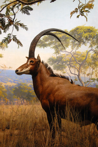 Sable, Gallery of African Mammals