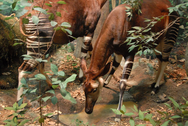 Okapi, Gallery of African Mammals