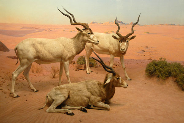 Addax, Libyan Desert, Sudan