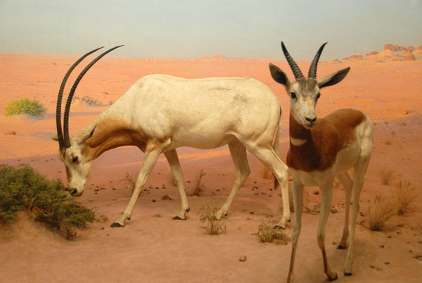 Scimitar-horned oryx (Oryx dammah) and addra gazelle, Libyan Desert group
