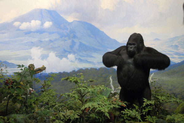 Mountain gorilla, Gallery of African Mammals