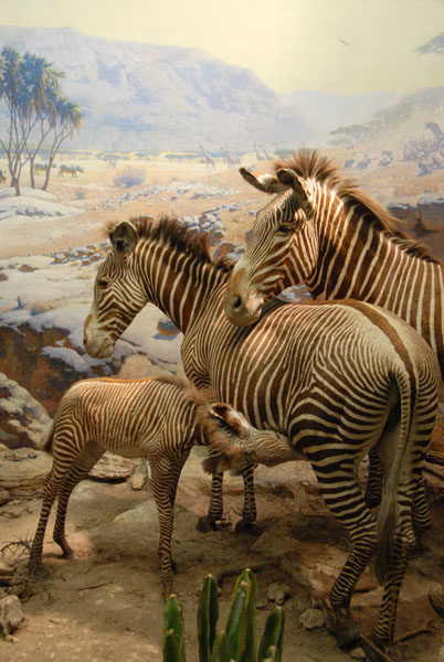 Zebra, Gallery of African Mammals