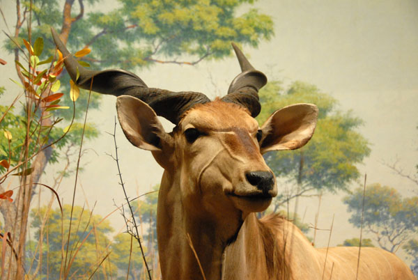 Giant Eland, Gallery of African Mammals