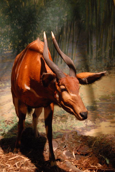 Bongo, Gallery of African Mammals