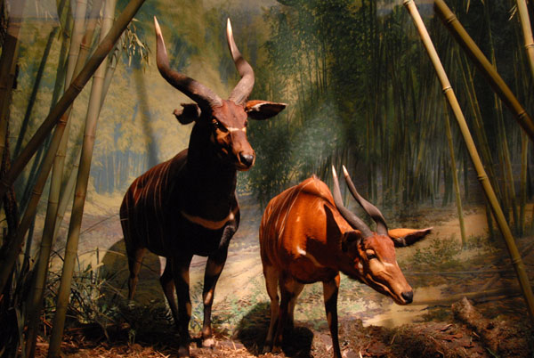 Bongo, Gallery of African Mammals
