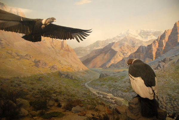 Condor, Birds of the World Gallery