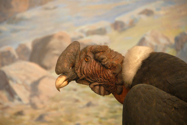 Condor, Birds of the World Gallery
