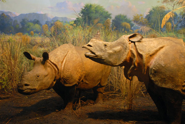 Indian Rhinoceros, Gallery of Asian Mammals