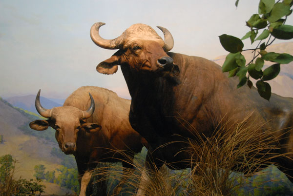 Gaur, Gallery of Asian Mammals