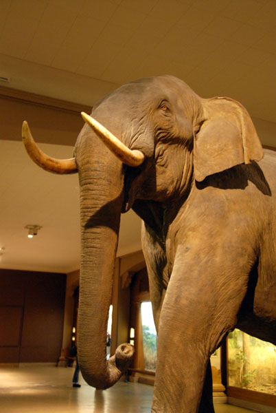 Indian elephant, Gallery of Asian Mammals