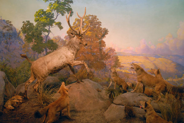 Sambar attacked by wild dogs (Cuon alpinus), Gallery of Asian Mammals