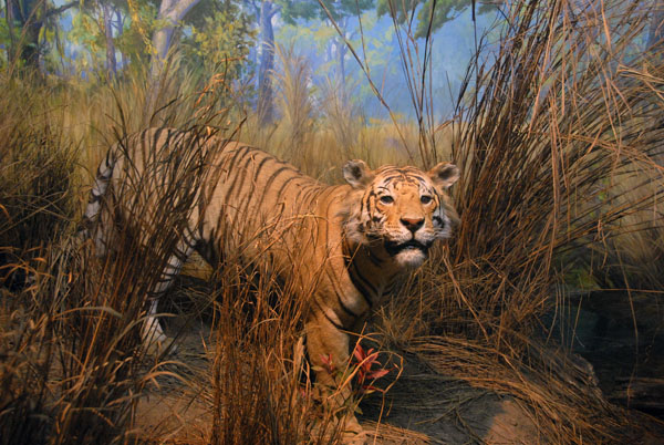 Tiger, Gallery of Asian Mammals