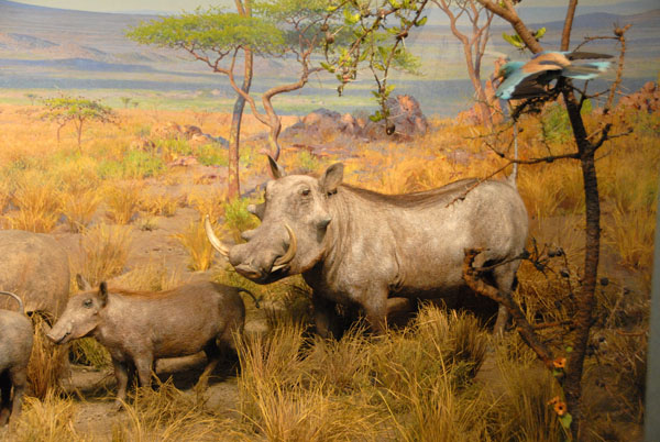 Warthog, Gallery of African Mammals