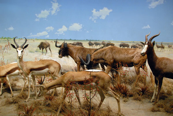 South African Group, Gallery of African Mammals