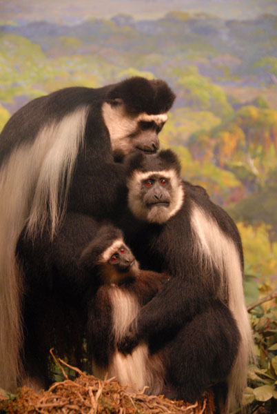 Colobus Monkey, Gallery of African Mammals
