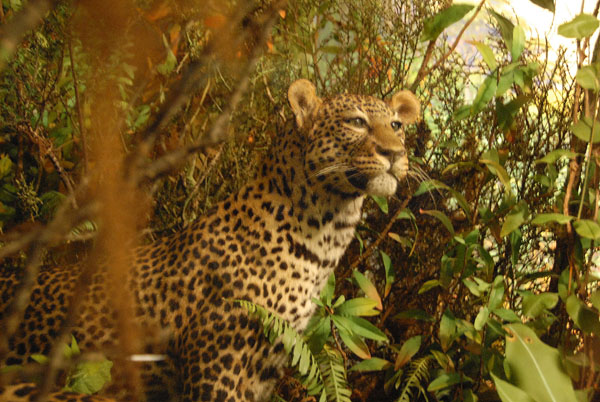 Leopard, Gallery of African Mammals