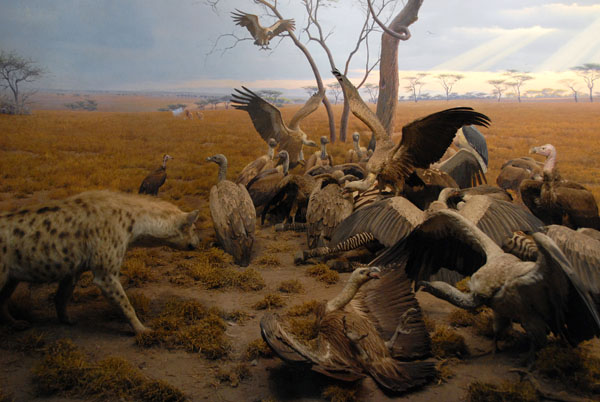 Hyena and Vultures, Gallery of African Mammals