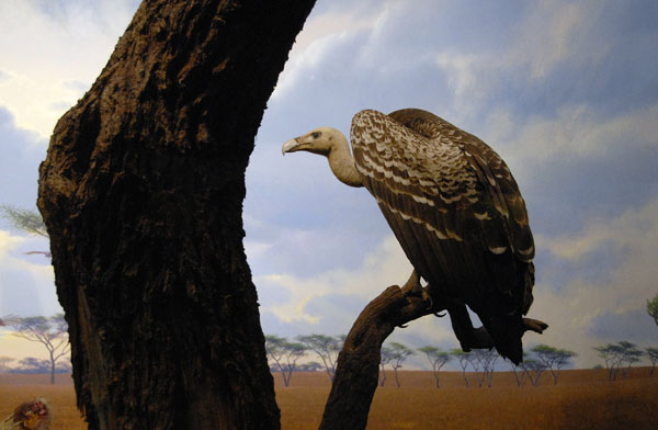 Vulture, Gallery of African Mammals